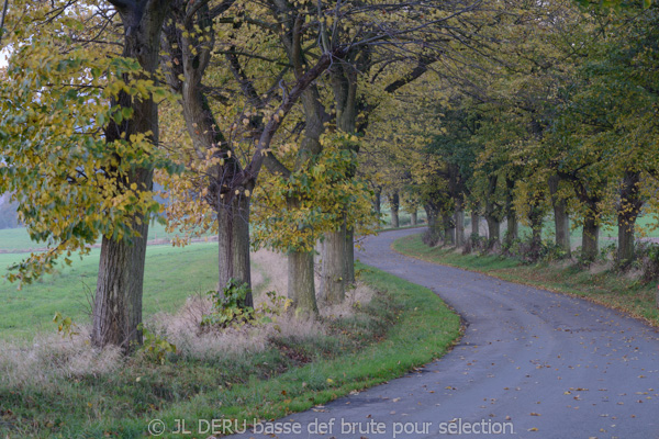 paysage automne